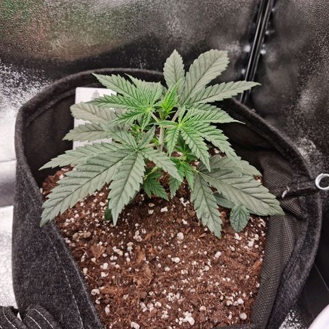 Chungus Medik growlog timeline photo