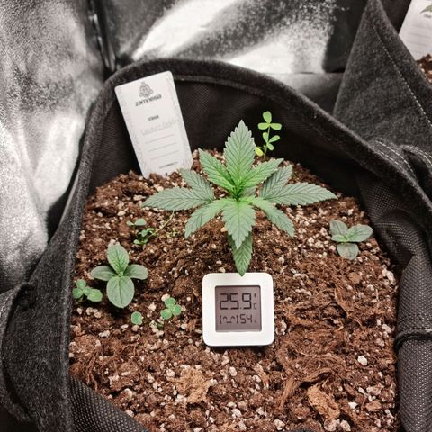 Smol Freeze growlog timeline photo