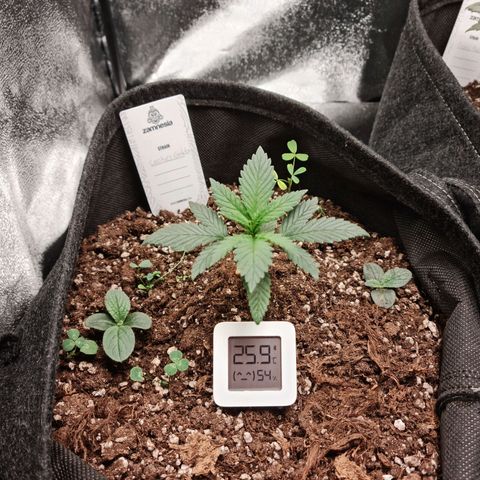 Smol Freeze growlog timeline photo
