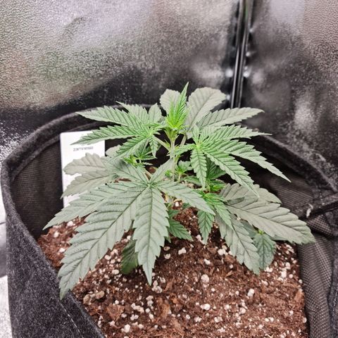 Chungus Medik growlog timeline photo