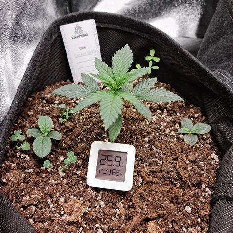 Smol Freeze growlog timeline photo
