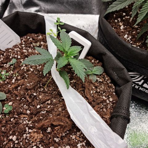 Smol Freeze growlog timeline photo