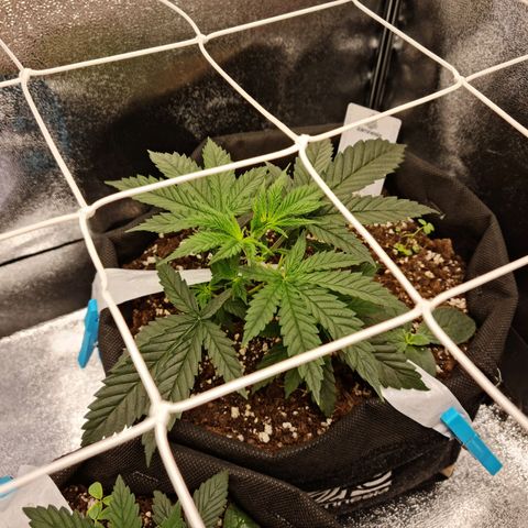 Chungus Medik growlog timeline photo