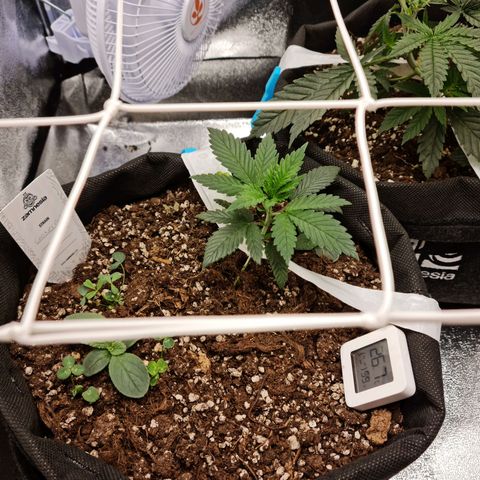 Smol Freeze growlog timeline photo