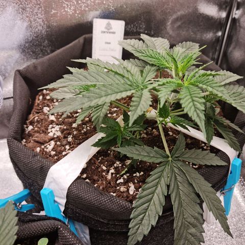 Chungus Medik growlog timeline photo