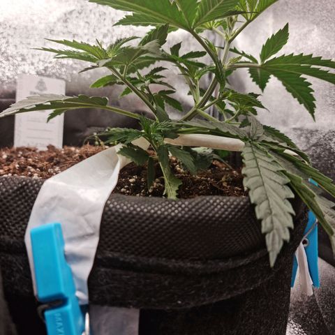 Chungus Medik growlog timeline photo