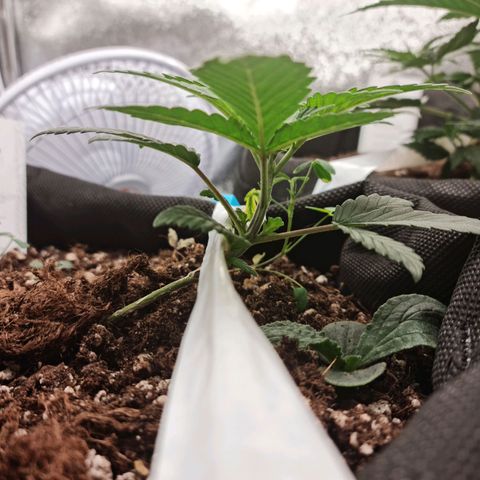 Smol Freeze growlog timeline photo