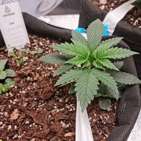 Smol Freeze growlog timeline photo