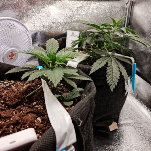 Chungus Medik growlog timeline photo