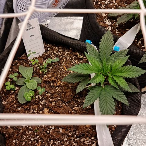 Smol Freeze growlog timeline photo