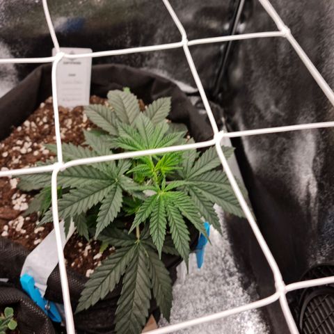 Smol Freeze growlog timeline photo