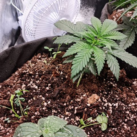 Smol Freeze growlog timeline photo