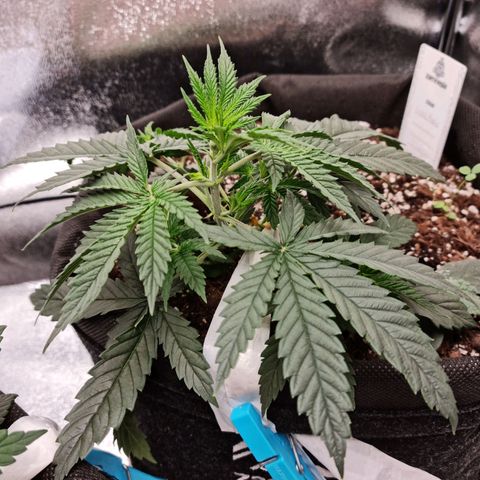 Chungus Medik growlog timeline photo