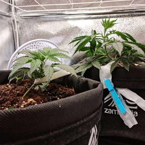 Chungus Medik growlog timeline photo