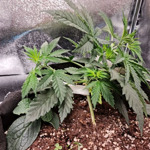 Chungus Medik growlog timeline photo