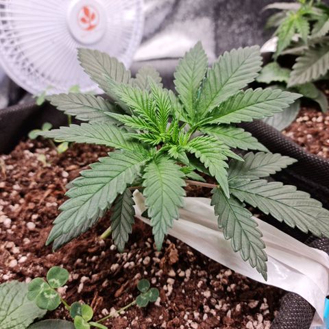 Smol Freeze growlog timeline photo