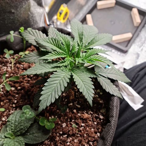 Smol Freeze growlog timeline photo
