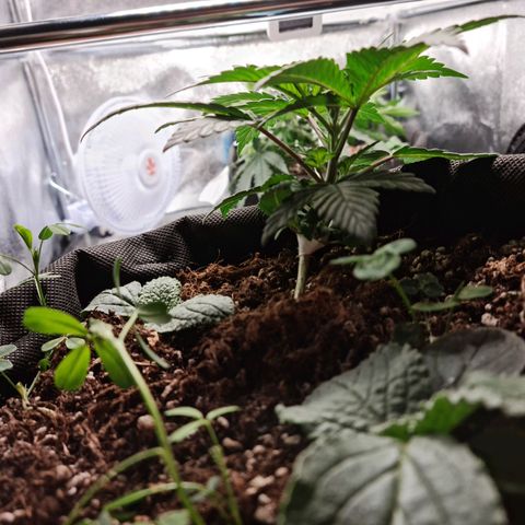 Smol Freeze growlog timeline photo