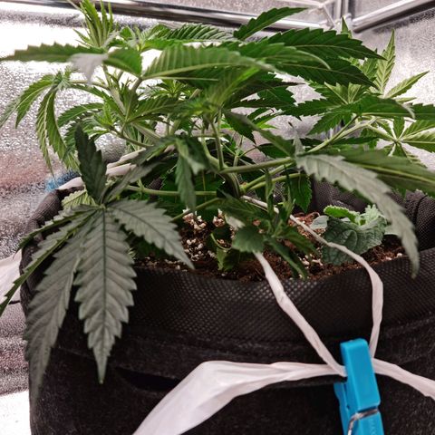 Smol Freeze growlog timeline photo
