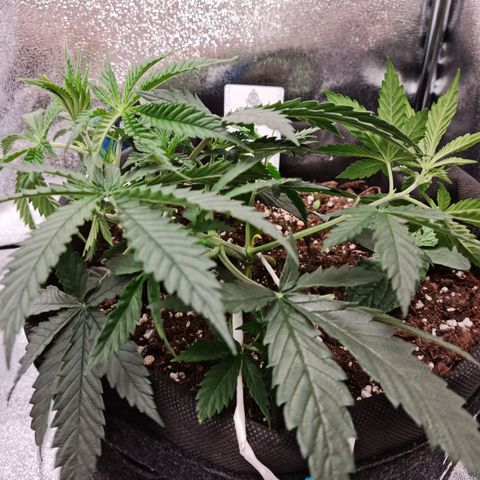 Smol Freeze growlog timeline photo