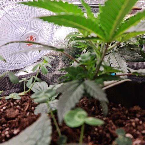 Smol Freeze growlog timeline photo