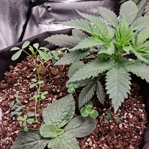 Smol Freeze growlog timeline photo
