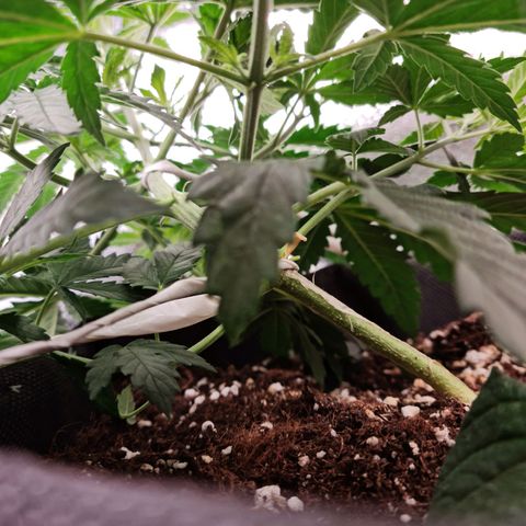 Chungus Medik growlog photo: Remoced first single leafes( heavily yellowed)