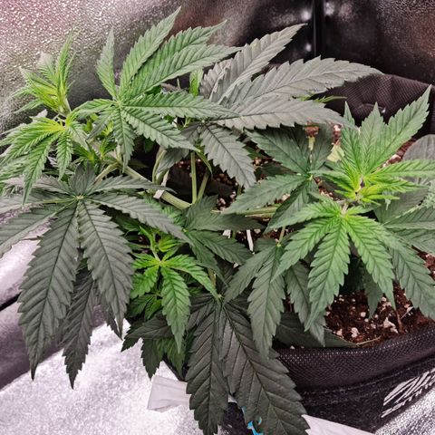 Chungus Medik growlog photo: Remoced first single leafes( heavily yellowed)