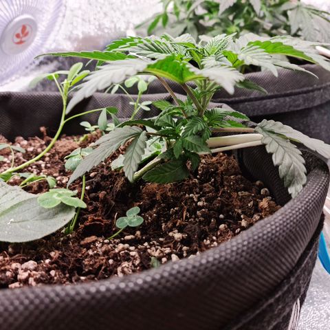 Smol Freeze growlog timeline photo