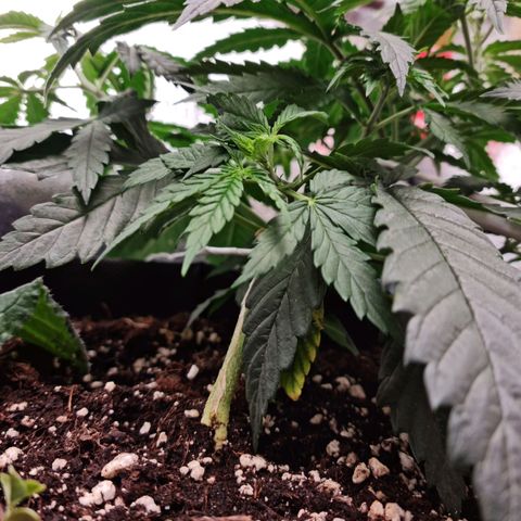 Chungus Medik growlog timeline photo