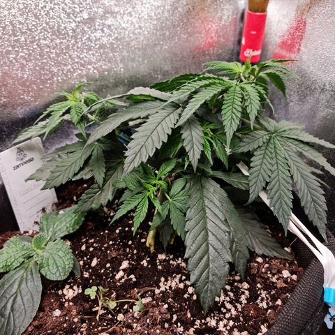 Chungus Medik growlog timeline photo