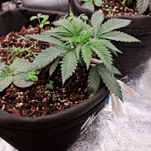 Smol Freeze growlog timeline photo