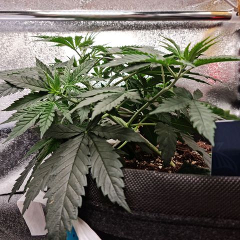 Chungus Medik growlog photo: She's smelling like a great Mango and it's amazing!