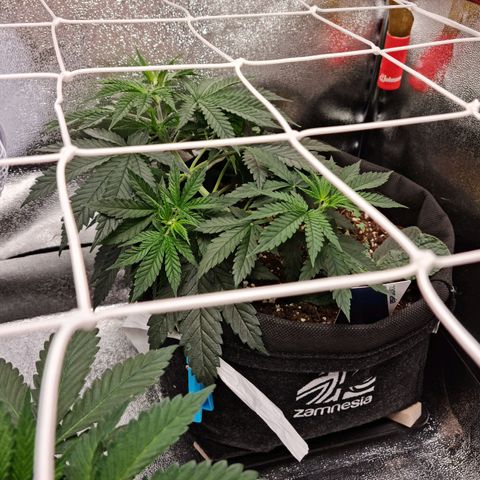 Chungus Medik growlog photo: She's smelling like a great Mango and it's amazing!