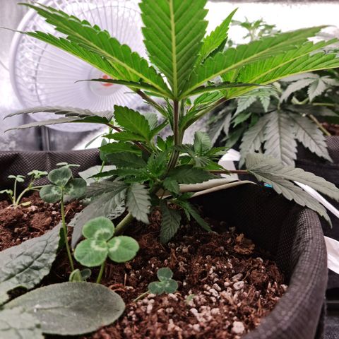 Smol Freeze growlog photo: Still smells fresh like pine. 
