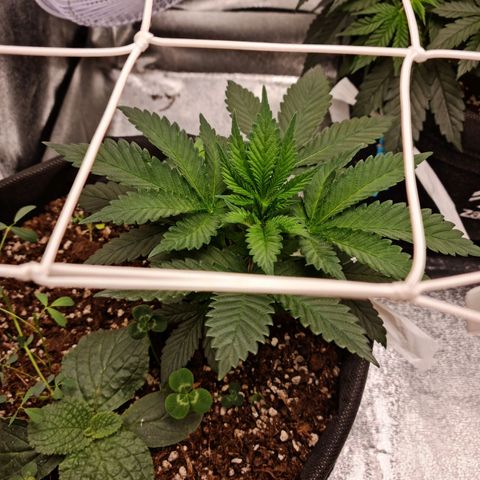 Smol Freeze growlog photo: Still smells fresh like pine. 