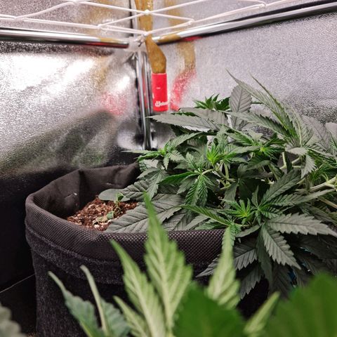 Chungus Medik growlog timeline photo