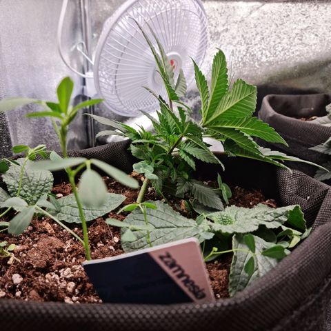 Smol Freeze growlog timeline photo