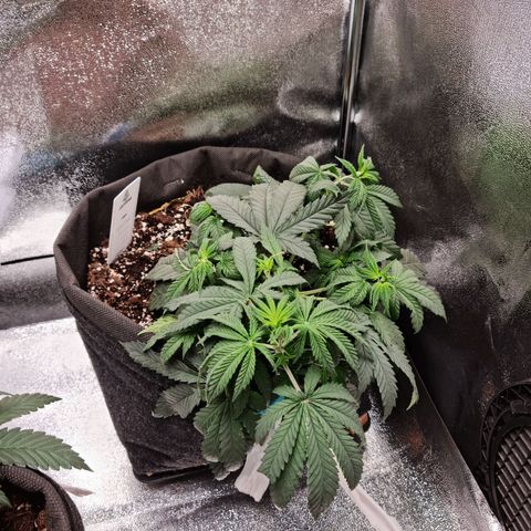 Chungus Medik growlog timeline photo