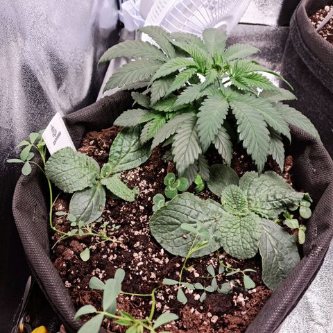 Smol Freeze growlog timeline photo