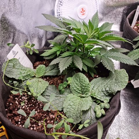Smol Freeze growlog timeline photo