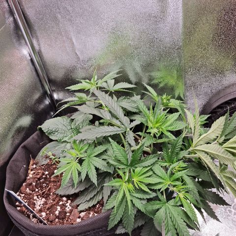 Chungus Medik growlog timeline photo