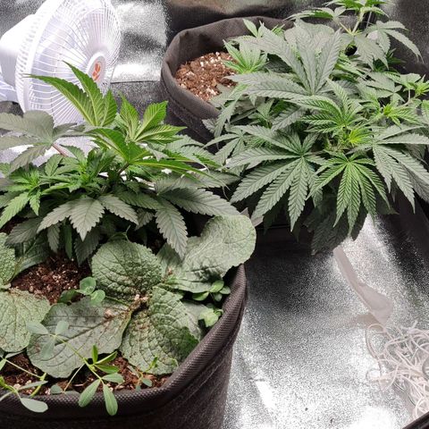 Chungus Medik growlog timeline photo