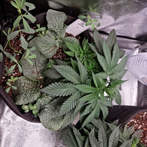 Smol Freeze growlog timeline photo