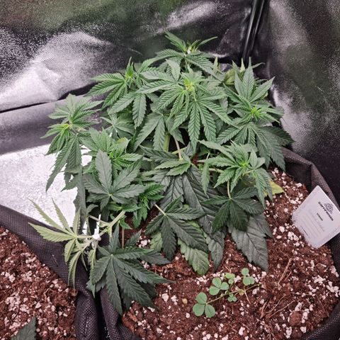 Chungus Medik growlog timeline photo