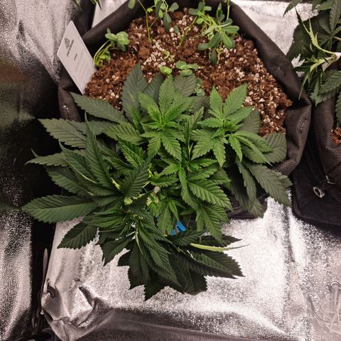 Smol Freeze growlog timeline photo