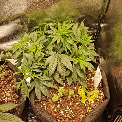 Chungus Medik growlog timeline photo