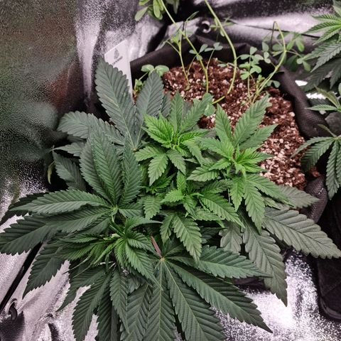 Smol Freeze growlog timeline photo