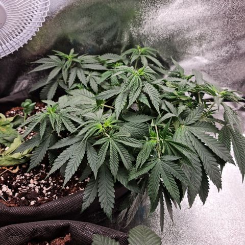 Chungus Medik growlog timeline photo