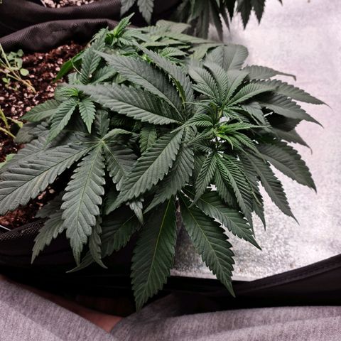 Smol Freeze growlog timeline photo